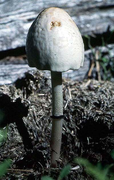 Panaeolus semiovatus